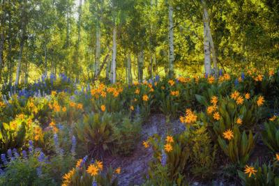 Wildflowers in Crested Butte. Photo Credit: AndrewSoundarajan (iStock).