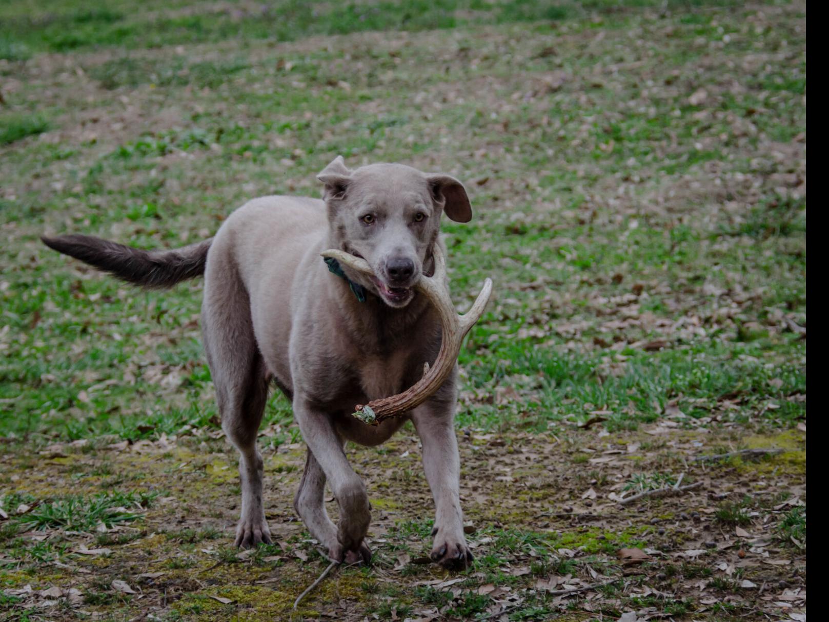 can i shoot a dog attacking my chickens