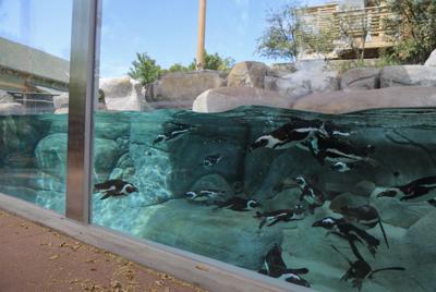 denver zoo penguins
