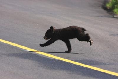Black Bear Cub Ursus americanus Trotting A black bear cub runs across a road. Photo Credit: ChuckSchugPhotography (iStock).
