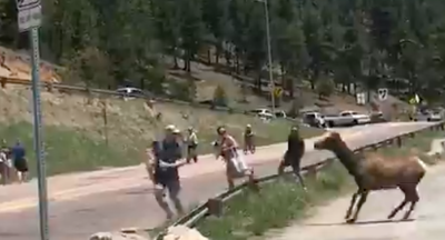 Screenshot via Colorado Parks and Wildlife Twitter page. Full video can be seen below.