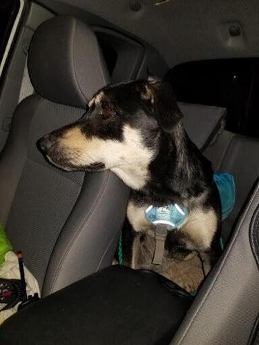 Colorado dog rescued after 5 days lost in the rocky mountains