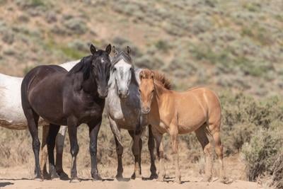 Here’s where you’ll spot wild horses in Colorado