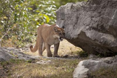 Cougar mountain lion Photo Credit: Fly_Fast (iStock).