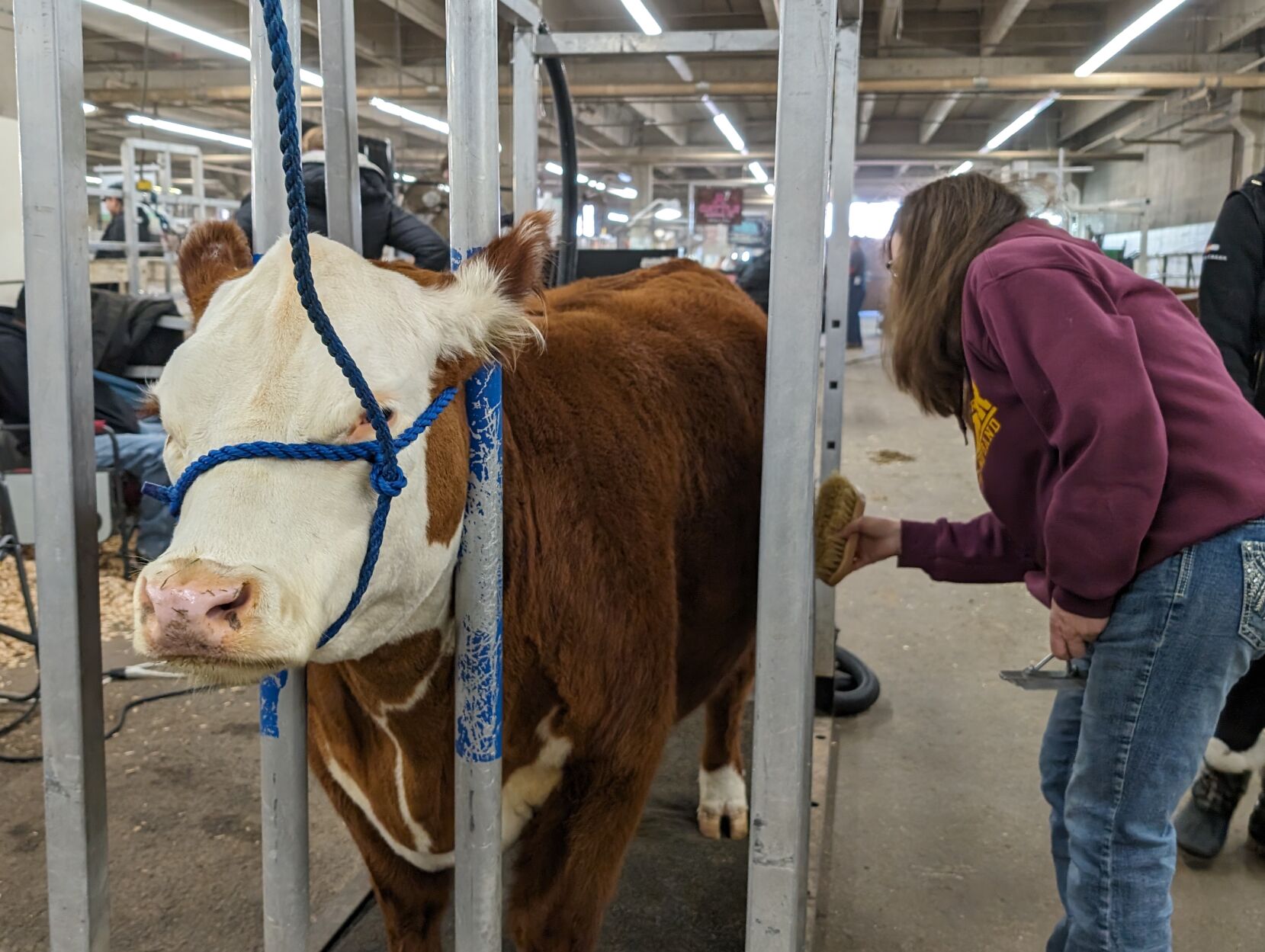 The National Western Stock Show Finally Arrives Denver Metro News   6599cdd70463f.image 