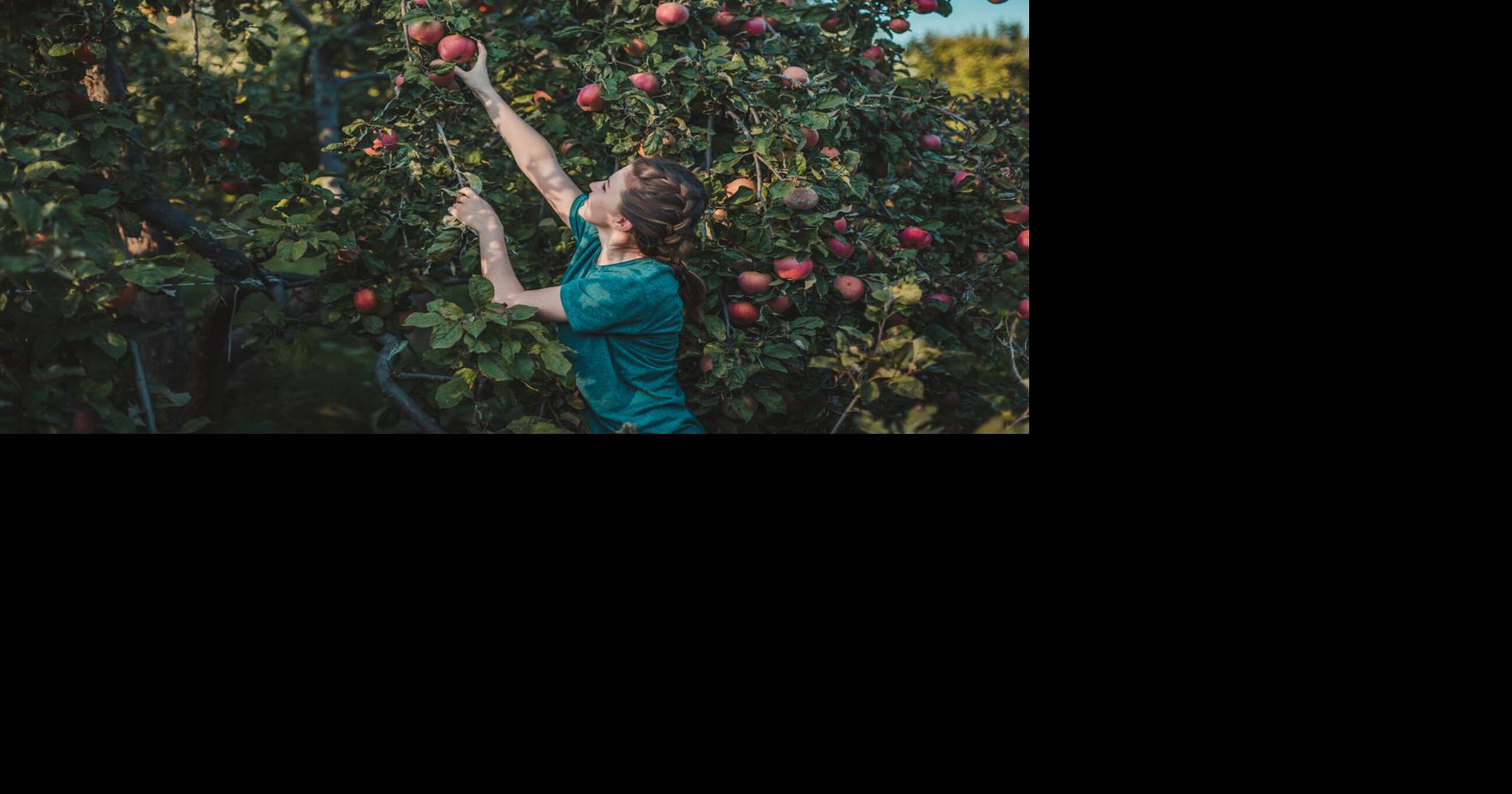 5 places to go apple picking in Colorado this fall