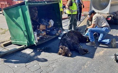 A sick bear at the scene of a Woodland Park dumpster. Photo: Colorado Parks and Wildlife.