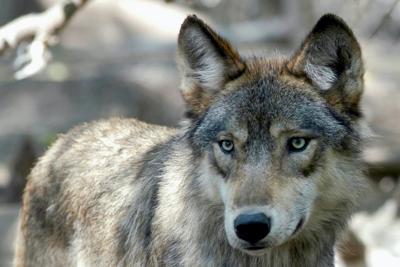 Killing Wolves