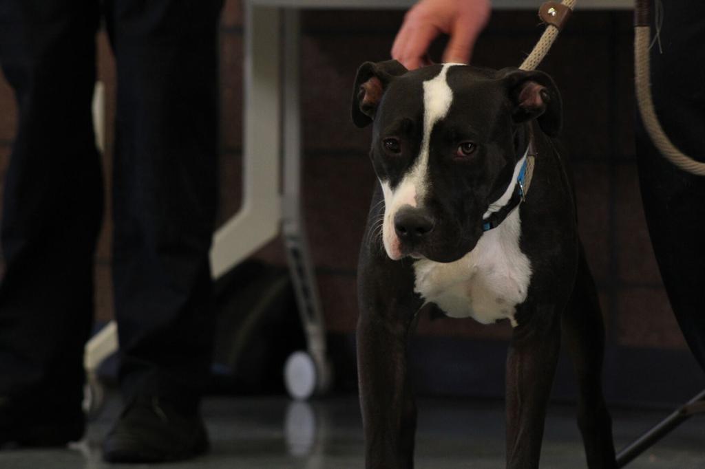 aurora lifts pit bull ban in final city