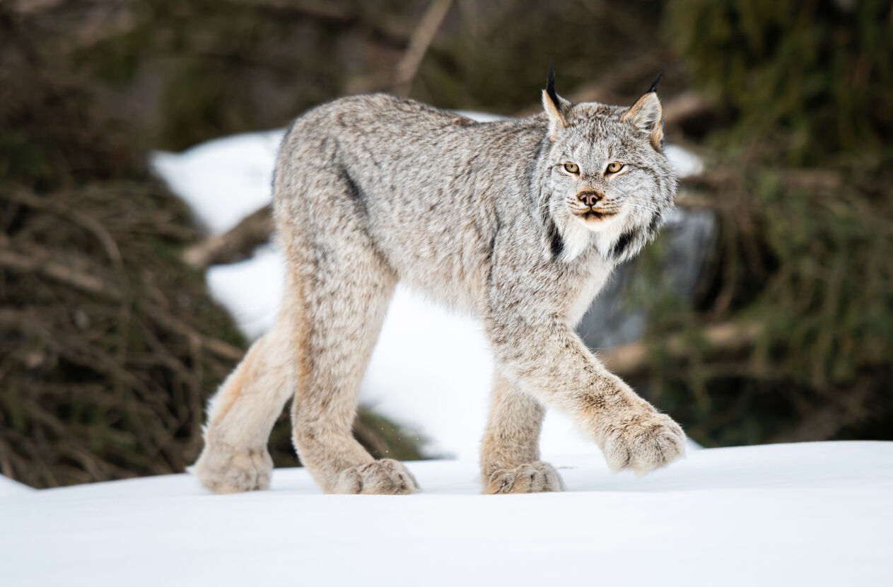 Lynx