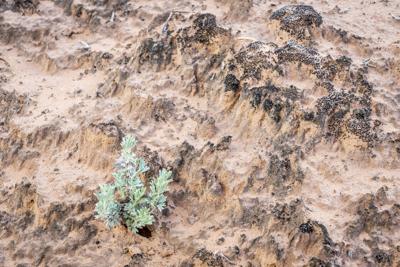 Sage brush grows in cryptobiotic soil. Photo Credit: marekuliasz (iStock).