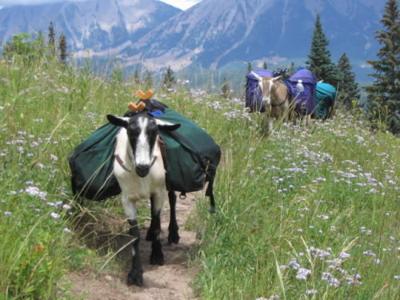 A Goat Could Be Your Best Packing Partner