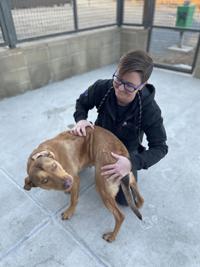 Before giving a pet gift, read what Denver experts say to do | News | Before giving a pet gift, read what Denver experts say to do | News |