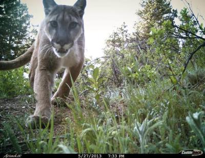 The Hunt for Colorado’s Most Elusive Predator, the Mountain Lion