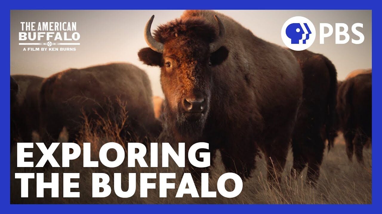 The American Buffalo' Review: Not-Peak Ken Burns Is Still Pretty Good – The  Hollywood Reporter