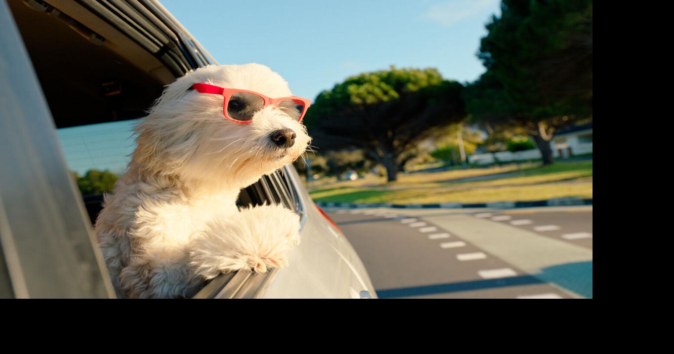 Can Colorado drivers get in trouble for traveling with pets? Here’s what CSP has to say