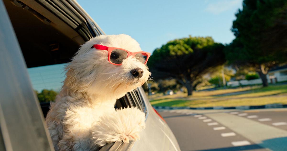 Can Colorado drivers get in trouble for traveling with pets? Here’s what CSP has to say Can Colorado drivers get in trouble for traveling with pets? Here’s what CSP has to say