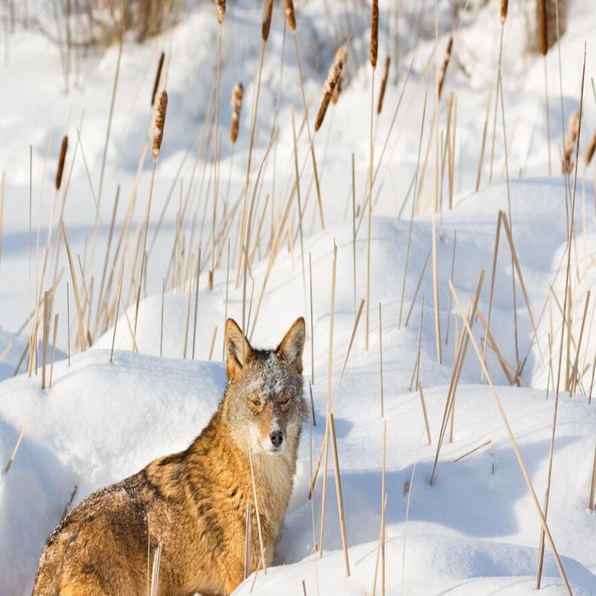 Missing pets in Colorado ski town have locals wary of coyotes