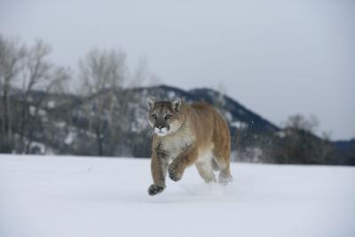 Mountain lion Photo Credit: MikeLane45 (iStock).