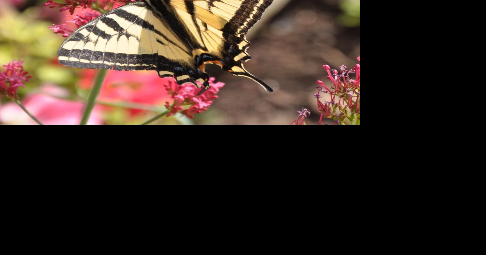 Creating a Butterfly Haven in Your Garden: Tips for Year-Round Gardening | Lifestyle