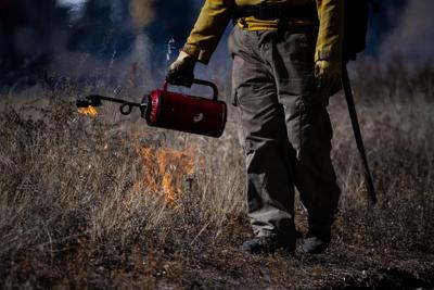 A drip torch is used to light fire along a forest road in Deer Haven during a prescribed burn on Wednesday, Nov. 2, 2022. (The Gazette, Parker Seibold)