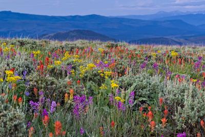 5 Best Places to Spot Wildflowers in Colorado