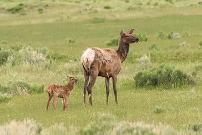 File photo of newborn elk calf with its mother. Photo Credit: mtnmichelle (iStock).