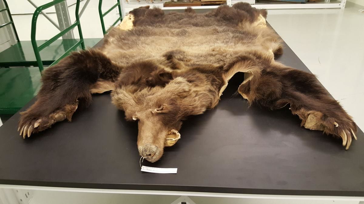 Meet The Man Who Killed Colorado’s Last Grizzly | Outtherecolorado.com