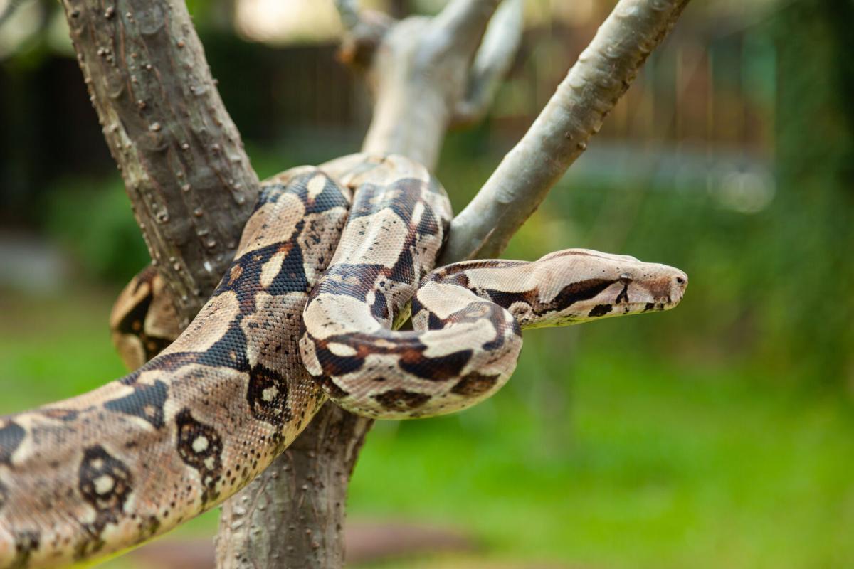 Boa constrictor spotted slithering through Colorado front yard | outtherecolorado.com