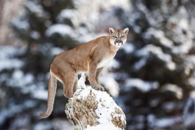Mountain lion euthanized following daytime attack on Front Range