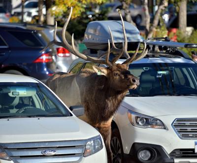 Elk in Estes Park Photo Credit: ER Bauer (Flickr)