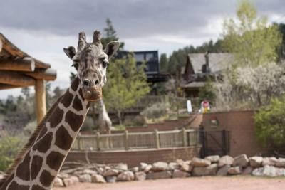 Oldest giraffe in North America dies in Colorado Springs