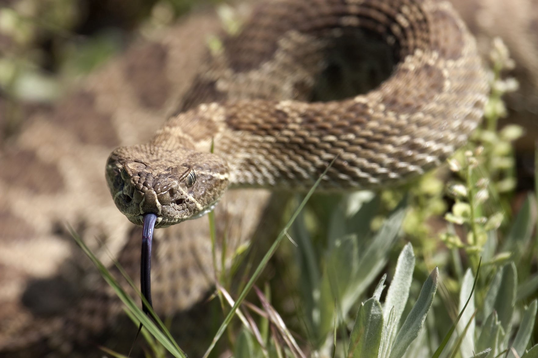Close Encounters with Colorado’s Deadly Rattlesnake  outtherecolorado.com