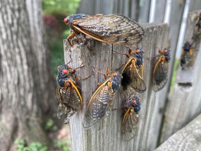 Brood X Cicada swarm on a fence Photo Credit: Jeff Herge (iStock).