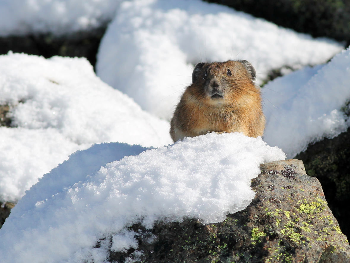 The Mighty American Pika