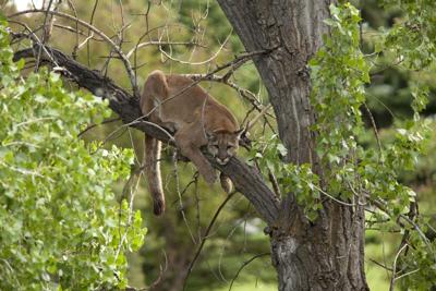Runner kills mountain lion during attack in Colorado park