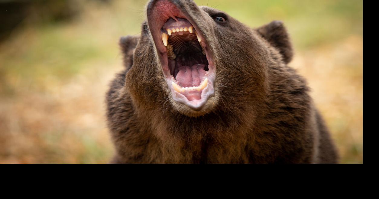 tourist swarm grizzly bear