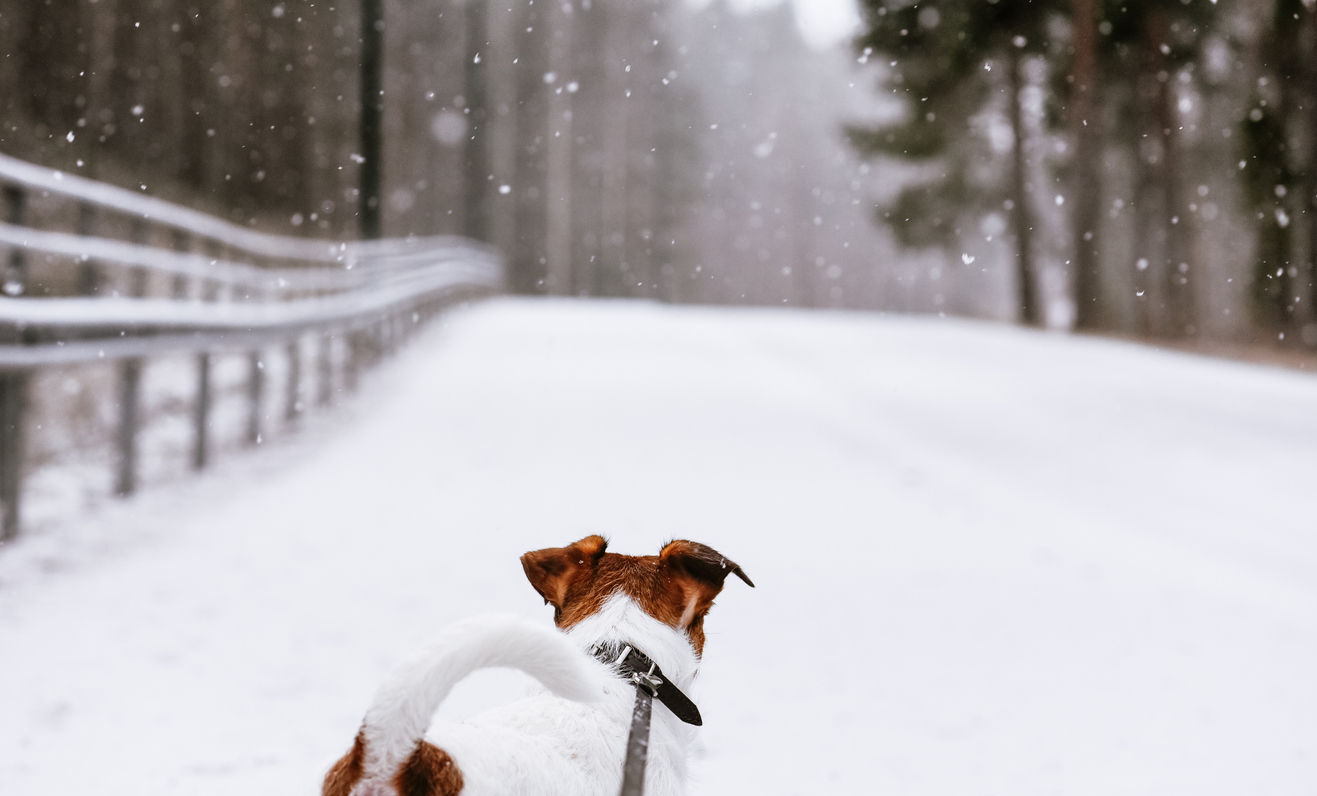 Dog friendly shop winter hikes