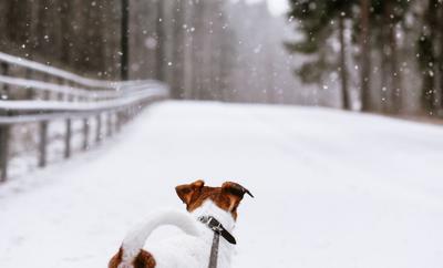 4 Dog-Friendly Winter Hikes Near Denver