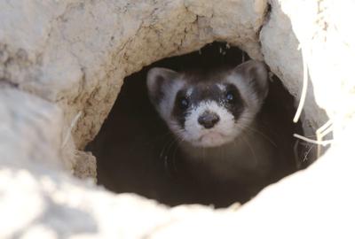 Endangered ferrets making comeback at Colorado refuge
