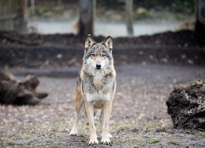 Farm Bureau says wolf sighting proves reintroduction is unnecessary