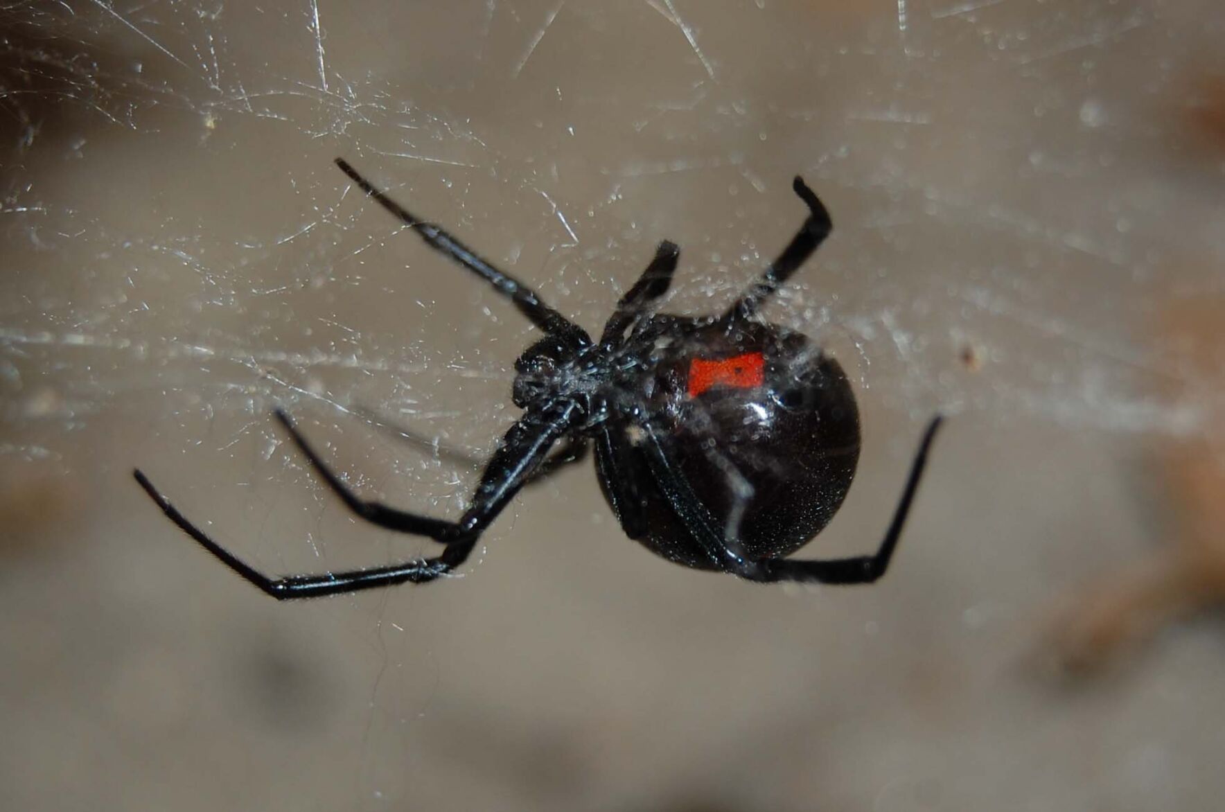 Seeing more black widows in Denver this spring? Don't panic