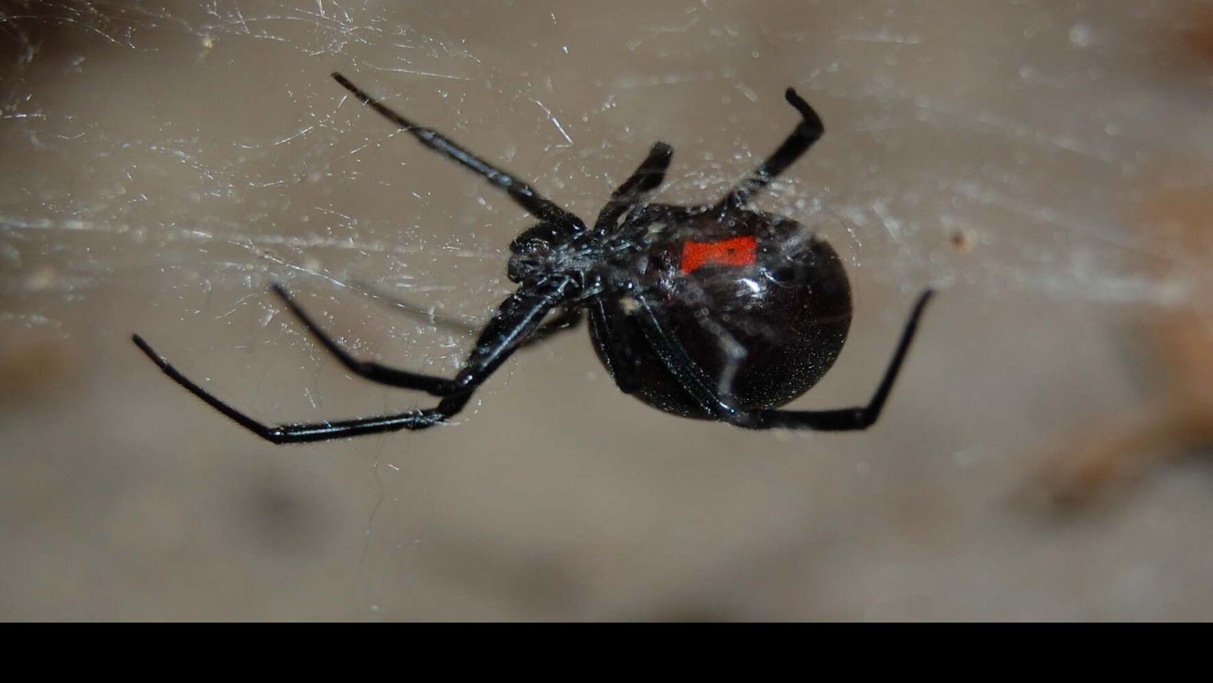 How do I get rid of Black Widow Spiders?