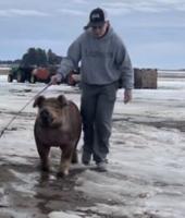 Doug and Roger found alive after statewide hog hunt