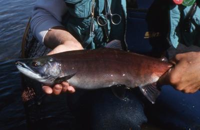 Kokanee Salmon Await In Colorado’s Gunnison River