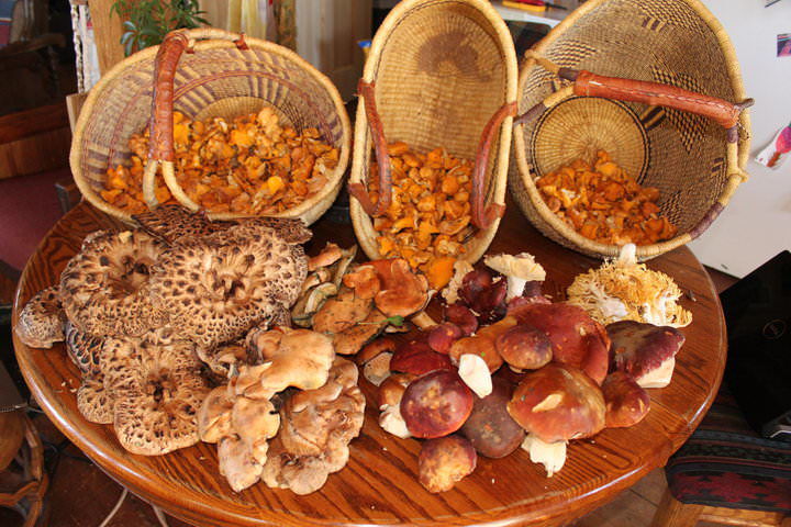 Wild mushrooms galore at the Telluride Mushroom Festival