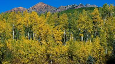 Could this spot in Colorado be home to the world’s largest aspen grove?
