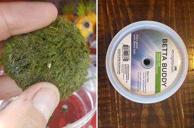 UPDATE to Consumer Alert: Aquarium Moss Balls May Contain Invasive