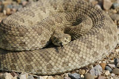 Prairie rattlesnake, Photo Credit: pac9012 (iStock).