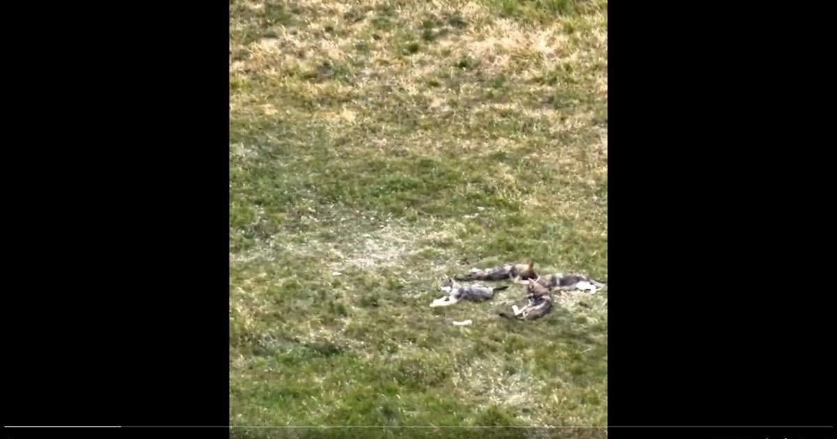 6 wolf pups counted from One Ear Pack in northern Colorado, caught on camera playing